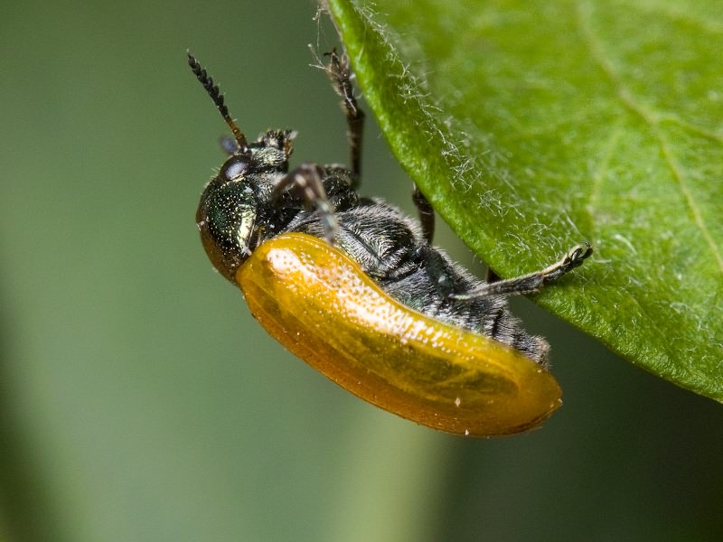 Labidostomis cyanicornis (Germar, 1822)